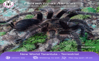 PHORMICTOPUS AURATUS MATURE MALE TARANTULA